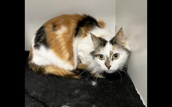 cat adoption photo
