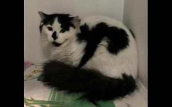 cat adoption photo