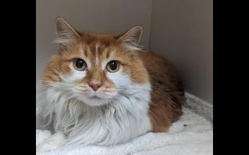 cat adoption photo