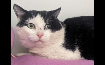 cat adoption photo