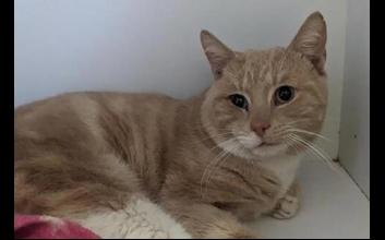 cat adoption photo