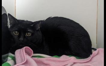 cat adoption photo