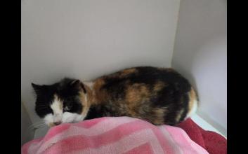 cat adoption photo