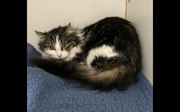 cat adoption photo