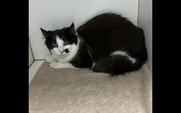 cat adoption photo