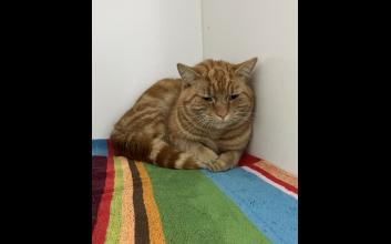cat adoption photo