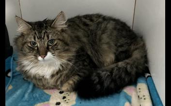 cat adoption photo