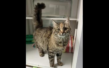cat adoption photo