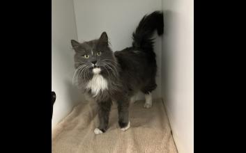 cat adoption photo