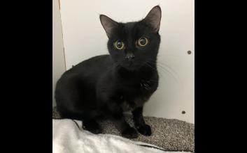 cat adoption photo
