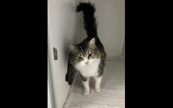 cat adoption photo