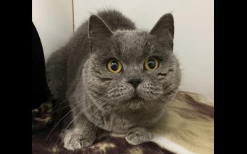 cat adoption photo
