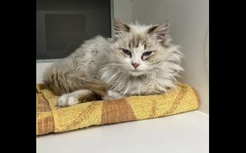 cat adoption photo