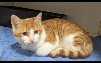 cat adoption photo
