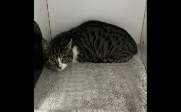 cat adoption photo