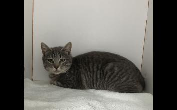 cat adoption photo
