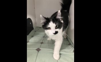 cat adoption photo