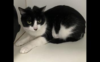 cat adoption photo