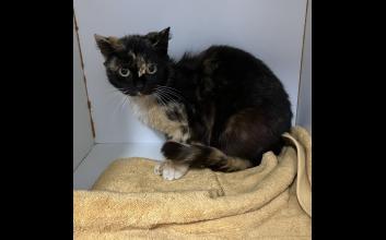 cat adoption photo
