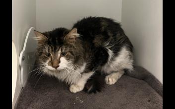cat adoption photo