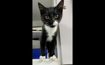 cat adoption photo
