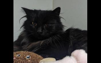 cat adoption photo
