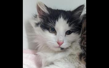cat adoption photo