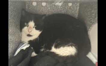 cat adoption photo