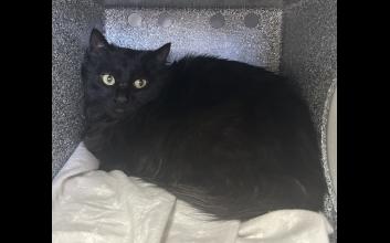 cat adoption photo