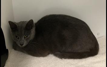 cat adoption photo