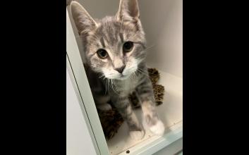 cat adoption photo