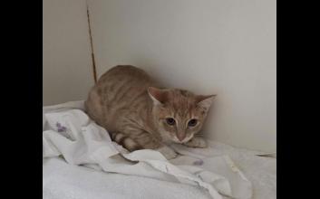 cat adoption photo
