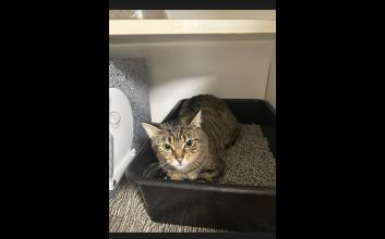 cat adoption photo