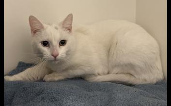 cat adoption photo