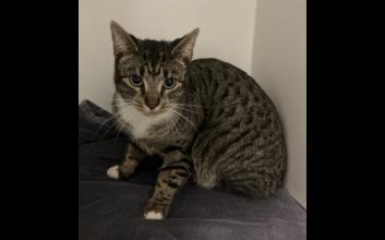 cat adoption photo