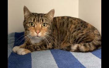 cat adoption photo