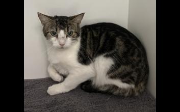 cat adoption photo