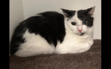 cat adoption photo