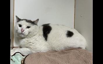 cat adoption photo
