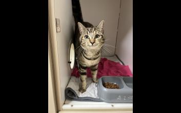 cat adoption photo