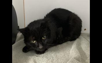 cat adoption photo