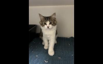 cat adoption photo