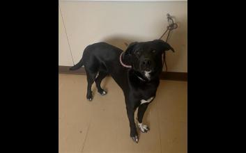 dog adoption photo