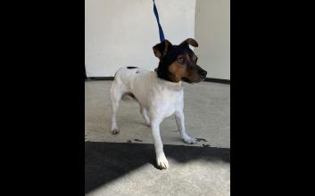 dog adoption photo