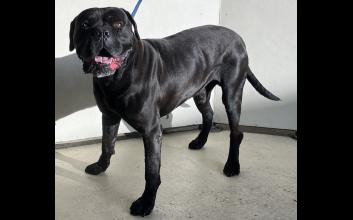 dog adoption photo