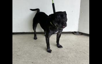 dog adoption photo