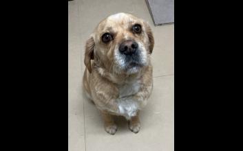 dog adoption photo