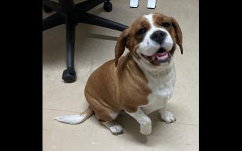 dog adoption photo