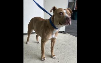 dog adoption photo