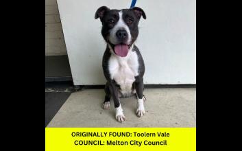 dog adoption photo